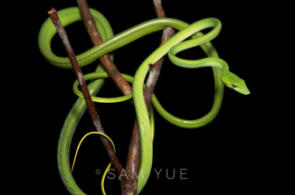 綠瘦蛇, 沙撈越, 婆羅洲